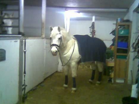 Sportsaraber (A) Tricot R.I.P ;(  - min tricot med vinterpels billede 11