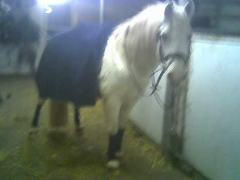 Sportsaraber (A) Tricot R.I.P ;(  - billedet er sløret da det er taget med mobil billede 12