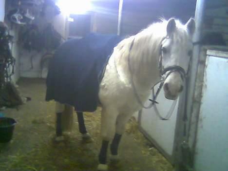 Sportsaraber (A) Tricot R.I.P ;(  - den dejlige gamle dreng billede 13