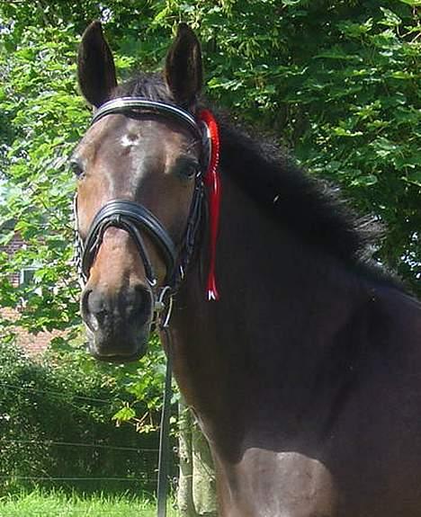 DSP Nickoline billede 14