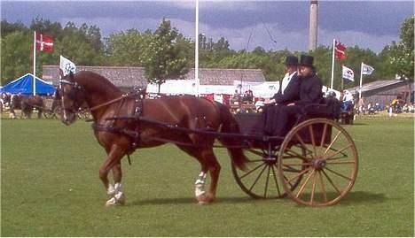 Frederiksborg Ramir - Ramir som enspænder på det Fynske Dyrskue 2005. Ejer : Er kusk. billede 4