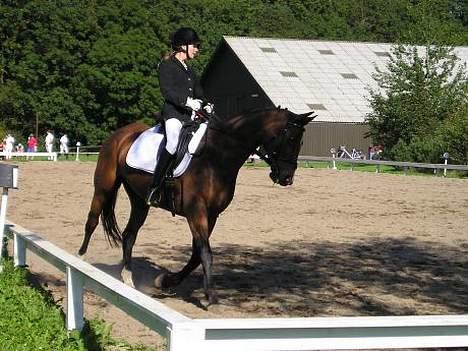 Dansk Varmblod May Ray fra Kirstinehøj - May og Catharina til dressurstævne billede 11