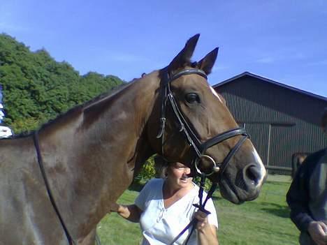 Dansk Varmblod May Ray fra Kirstinehøj - Lille May, glad og til dressurstævne billede 12