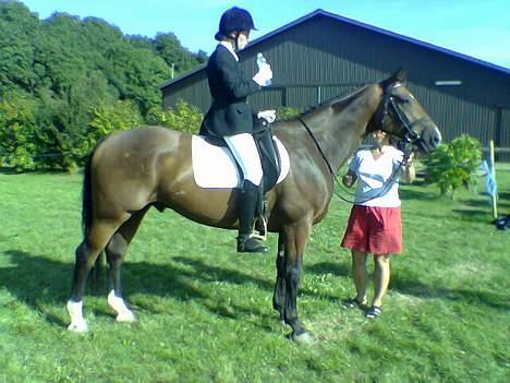 Dansk Varmblod May Ray fra Kirstinehøj - Pause. Dressurklassen er slut, og så er det godt med lidt vand. billede 13