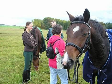 Dansk Varmblod May Ray fra Kirstinehøj - Tjah, det kan godt være trist at være hest når ens mennesker bare står og snakker. På billedet ses også Cat hvis mor er back up og holder hesten. Morten og Capo har også sneget sig med. billede 14
