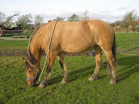 Anden særlig race Freja billede 10