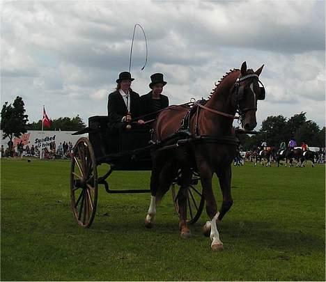 Frederiksborg Ramir - Ramir på Det Fynske Dyrskue 2005. Ejer : Er kusk. billede 5