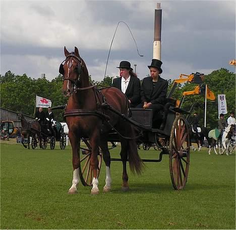 Frederiksborg Ramir - Ramir på Det Fynske Dyrskue 2005. Ejer : Er kusk. billede 6