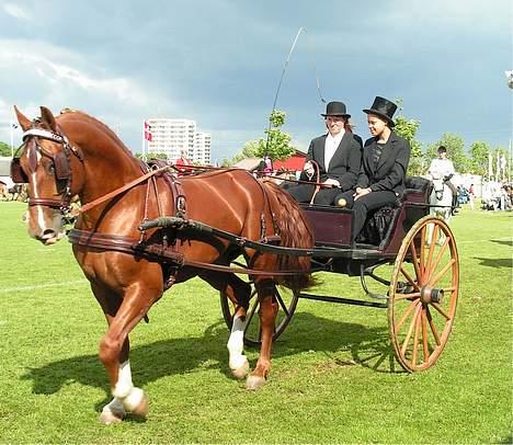 Frederiksborg Ramir - Ramir på Det Fynske Dyrskue 2005. Ejer : Er kusk. billede 7