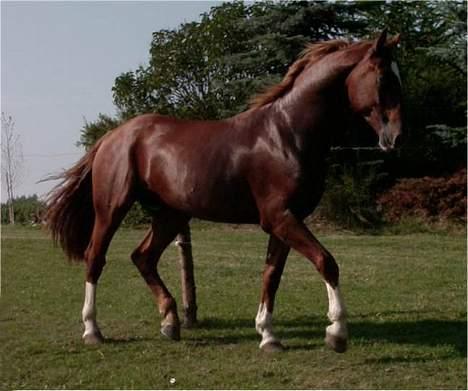 Frederiksborg Ramir - Her slapper Ramir af på sin fold. År 2000. billede 8