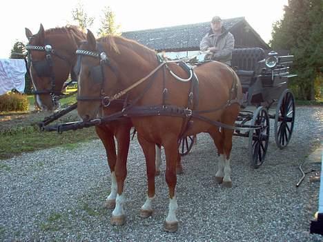 Frederiksborg Ramir - Ramir bagerst i billedet og Tess hans datter forrest i billedet. Ejer : Er kusk. År 2005. billede 11