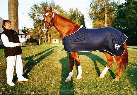 Frederiksborg Ramir - Ramir den stolte vinder, bedste 5 års hingst ved materialeprøven 2003 på Vilhelmsborg. Her fotograferet i aftensolen sammen med den lige så stolte ejer. billede 12