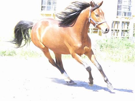 Anden særlig race Farmens Lucky Star  - Rimelig godt billede....;P måske lidt lys.. smil billede 1