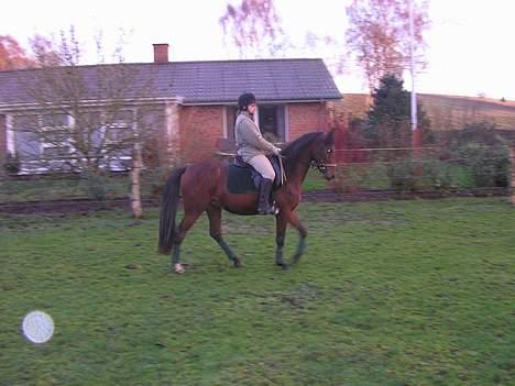 Anden særlig race Farmens Lucky Star  - Skridt :b billede 3