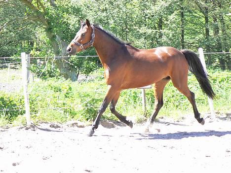 Anden særlig race Farmens Lucky Star  - Se lige hans flotte trav :b billede 4