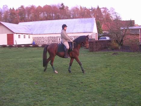 Anden særlig race Farmens Lucky Star  - Skridt . ser måske lidt stiv ud fordi vi rider på marken og de er han ikke vant til.. billede 6