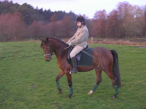 Anden særlig race Farmens Lucky Star  - Skridt .  billede 7
