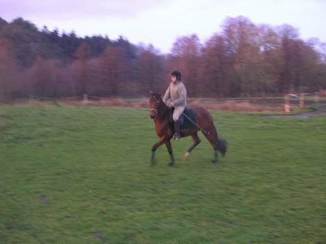 Anden særlig race Farmens Lucky Star  - Trav.. billede 8