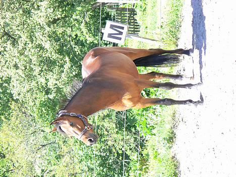 Anden særlig race Farmens Lucky Star  - den dejlige hyp.. savner ham.. snøft:´( billede 9