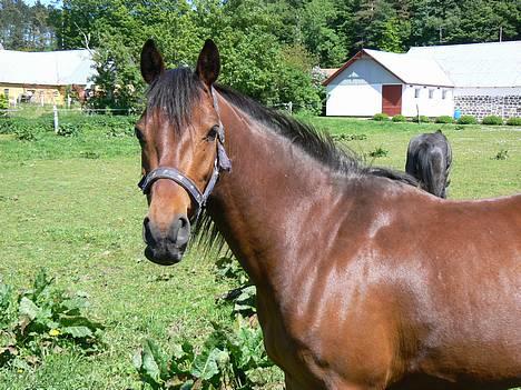 Anden særlig race Farmens Lucky Star  - ihh.... en dejlig hyp i sommer vejr:p billede 10