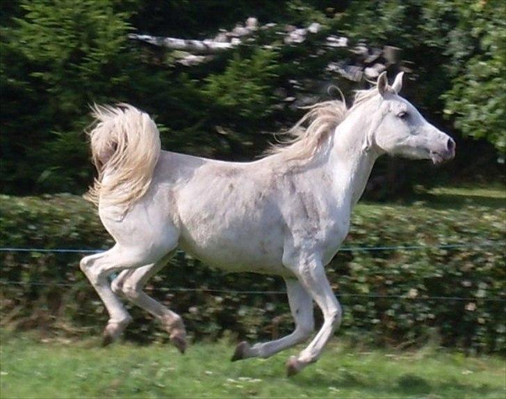 Arabisk fuldblod (OX) Bandala - RIP 2012 - sommer 2009 billede 1