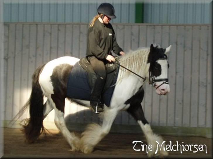 Irish Cob Melissa *solgt* billede 1