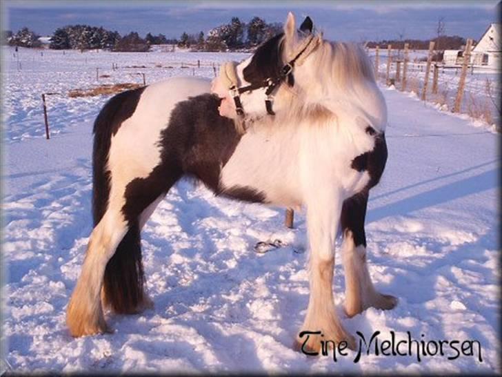 Irish Cob Melissa *solgt* billede 3