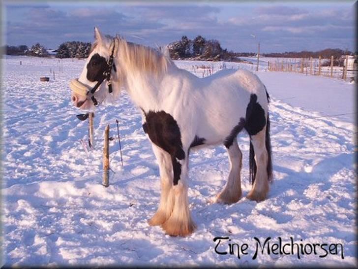 Irish Cob Melissa *solgt* billede 4