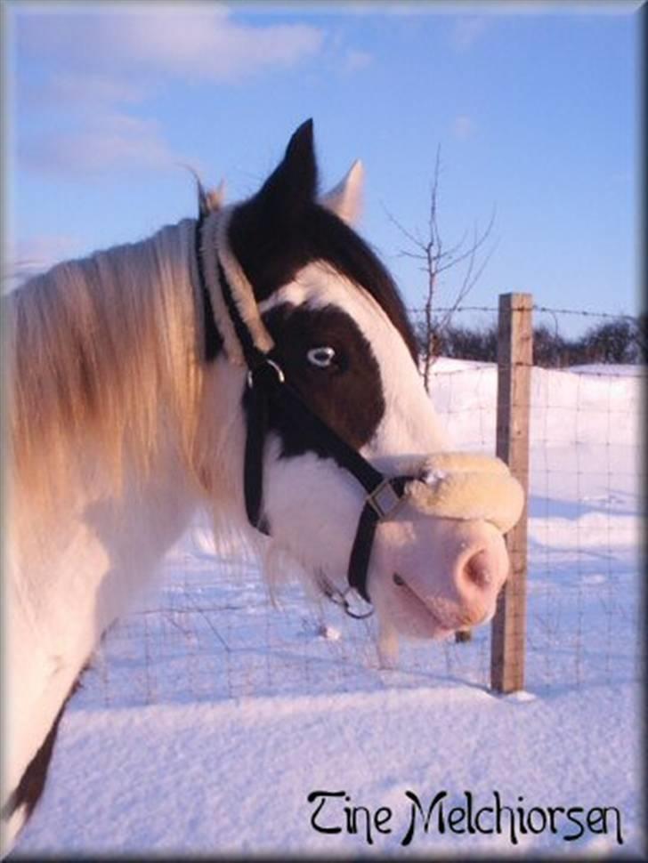 Irish Cob Melissa *solgt* billede 5