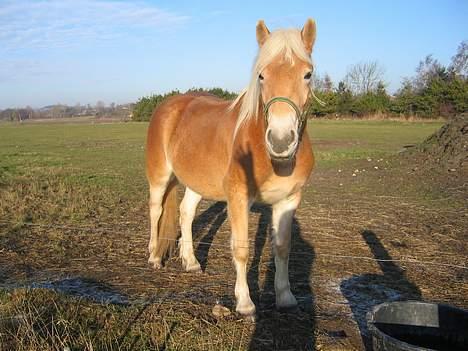 Haflinger Adios - ikke så lang tid efter han var kommet hjem til mig billede 3