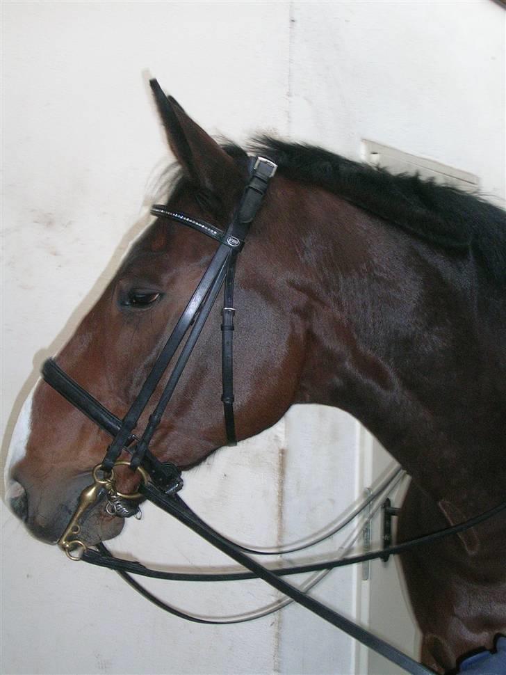 Hannoveraner A la Luigi R.I.P - Luigi og mig i Tyskland :D billede 1