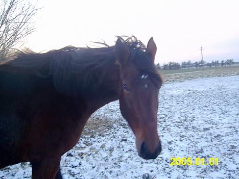 Oldenborg Twiggy a. Dejrupgård - Twiggy som føl, en time efter hun blev født. <3 billede 12