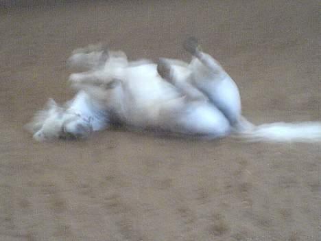 Anden særlig race Sabell - rulle, rulle, rulle ... billede 16