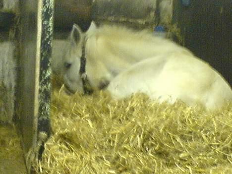 Anden særlig race Sabell - mig r træt :o billede 17