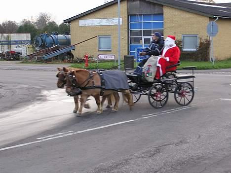 Shetlænder Overgårsmindes Assam - Julemanden billede 9