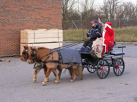 Shetlænder Overgårsmindes Assam - Julemanden igen billede 10