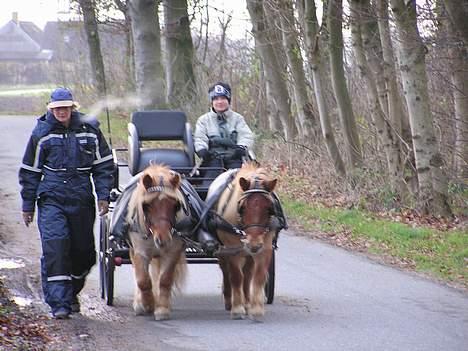 Shetlænder Overgårsmindes Assam - Min bonusdreng skal lige prøve at køre billede 11