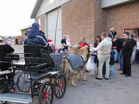 Shetlænder Overgårsmindes Assam - Børnene skulle lige klappe Assam og Laxness billede 12