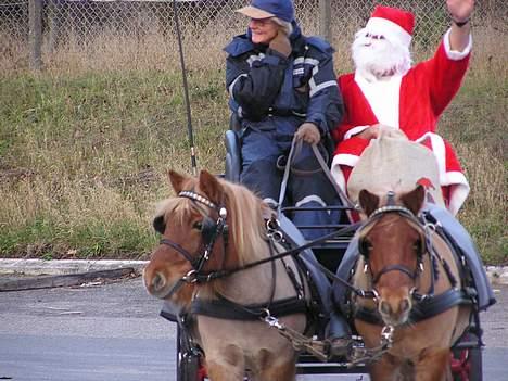 Shetlænder Overgårsmindes Assam - julemanden vinker til alle børnene billede 13