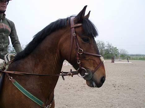 Anden særlig race Galway Cliff - SMUKKE waly <3 billede 1