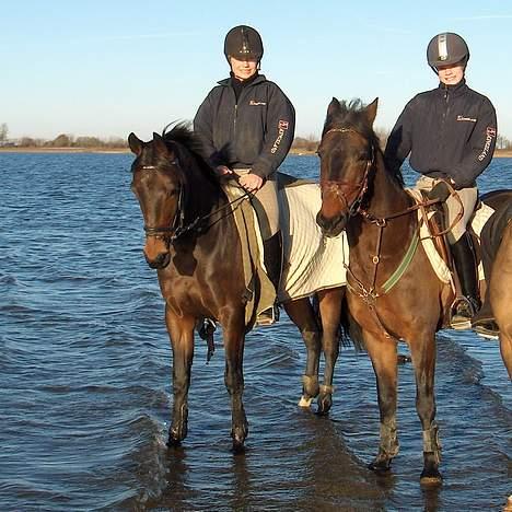 Anden særlig race Galway Cliff - Khanyze og galway billede 4