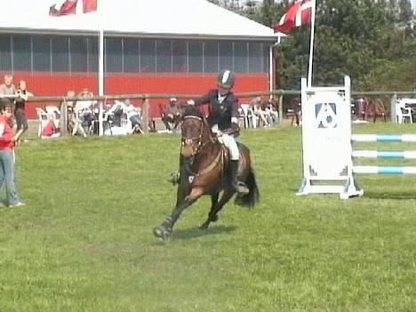 Anden særlig race Galway Cliff - MA :D billede 6