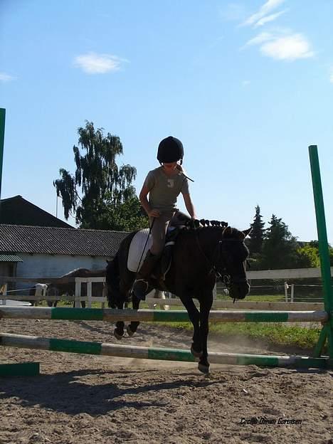 Anden særlig race Kalle billede 16