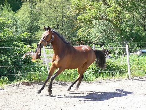 Anden særlig race Farmens Lucky Star  - Lucky Star på ridebanen . :b billede 13