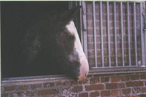 Dansk Varmblod Juncher (R.I.P.) billede 16