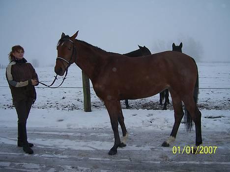Tysk Varmblod jenstruplund Carisma -  hallo zandre det er altså koldt her ude. hhe billede 16