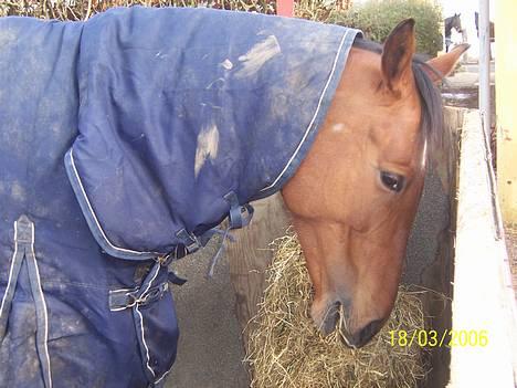 Tysk Varmblod jenstruplund Carisma - Mums det samger bare dejligt billede 17