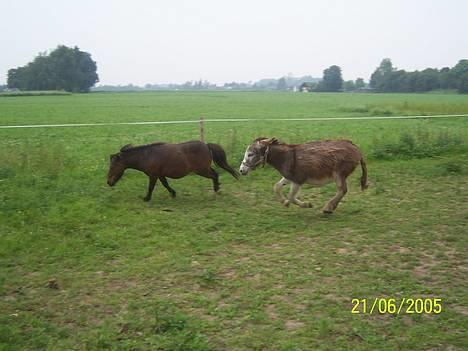 Anden særlig race mogens - hvem kommer først, når tørsten er størst.. heh billede 12
