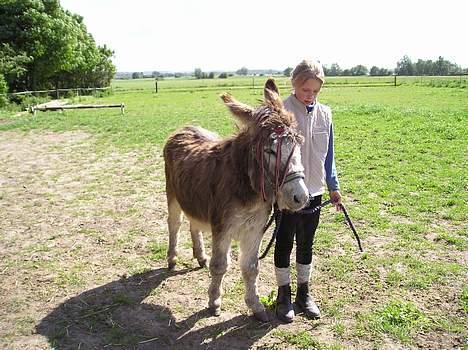 Anden særlig race mogens billede 13