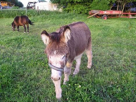 Anden særlig race mogens billede 14
